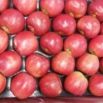 APPLE-ROYAL-GALA-CHINA